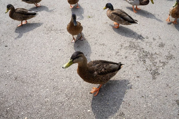 Een Serene Blik Een Groep Eenden Wandelend Het Pad Van — Stockfoto