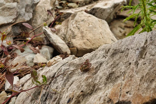 Gros Plan Plantes Rampantes Sur Des Roches Dans Champ Lumière — Photo