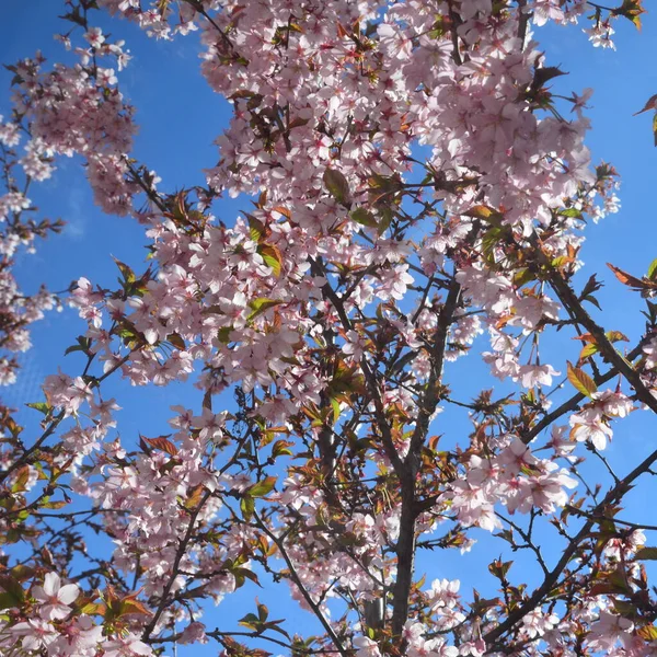 美丽的樱花美景 在阳光灿烂的一天 樱花绽放在蓝天的树上 — 图库照片