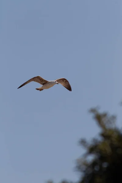 Uma Gaivota Voando Céu Calmo Azul — Fotografia de Stock