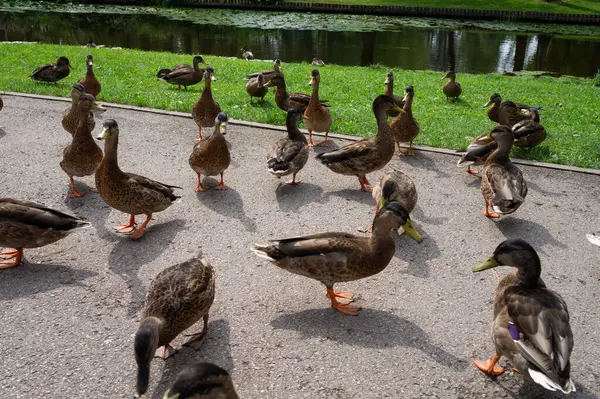 Closeup Shota Ducks Pond Park — Stock Photo, Image