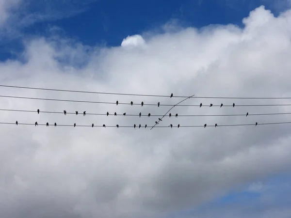 Eine Gruppe Kleiner Schwalben Hockt Auf Den Stromleitungen Gegen Den — Stockfoto