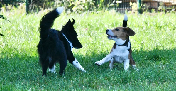 Uma Raça Diferente Cães Brincando Uns Com Outros Parque — Fotografia de Stock