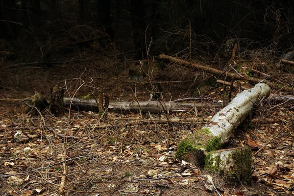Κομμένο Δέντρο Παλιά Στελέχη Στο Πυκνό Δάσος Φθινόπωρο Στην Πόλη — Φωτογραφία Αρχείου