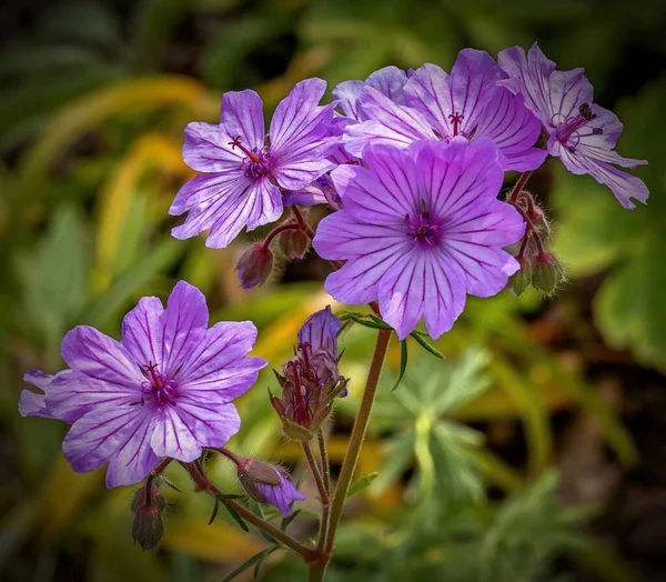 Detailní Záběr Kvetoucích Fialových Květů — Stock fotografie