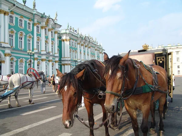 Carruaje Caballos Frente Palacio Invierno San Petersburgo Rusia —  Fotos de Stock