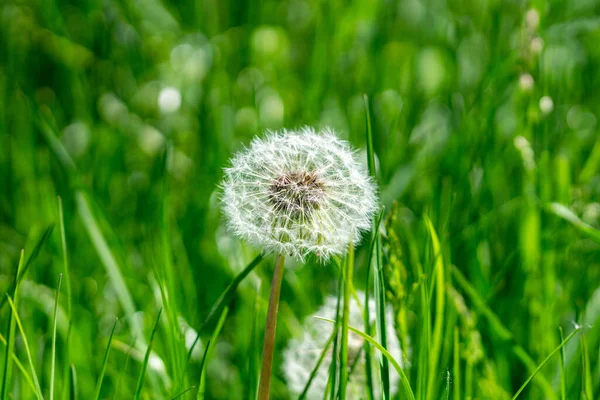 Selektiv Fokusbild Maskros Blomma Ängen — Stockfoto