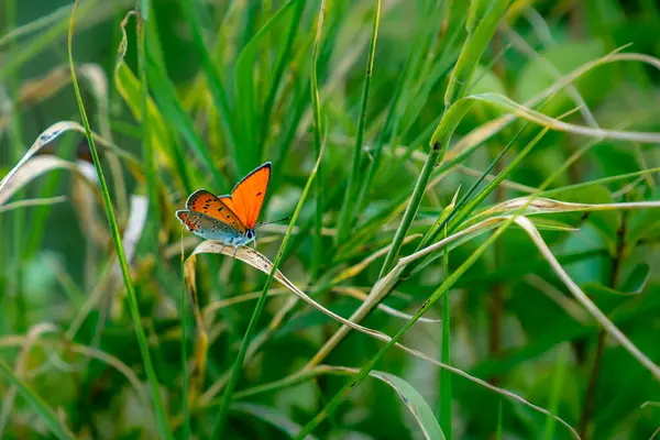 Крупный План Красивой Бабочки Открытыми Крыльями Сидящей Траве — стоковое фото