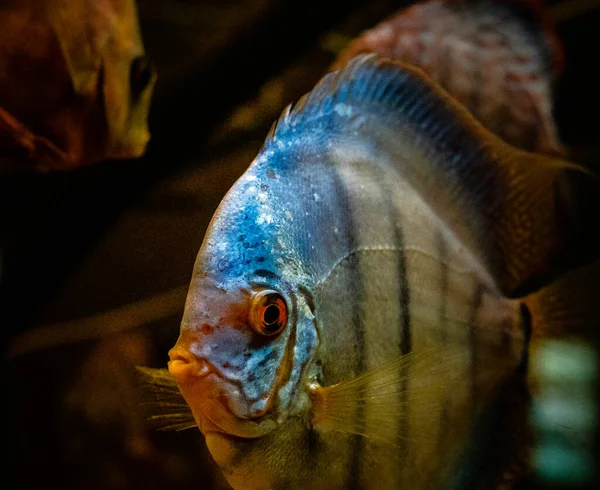 Sebuah Gambar Close Dari Ikan Discus Berenang Akuarium — Stok Foto