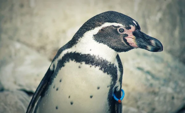 Närbild Den Söta Pingvinen — Stockfoto