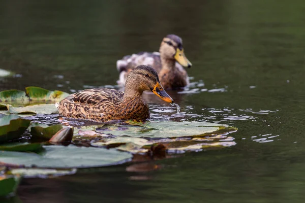 Eine Selektive Fokusaufnahme Von Zwei Paerchen See Schwimmenden Enten Mit — Stockfoto