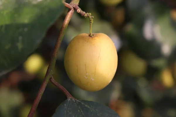 Вкусный Здоровый Спелый Плод Джуба Дереве Ферме — стоковое фото
