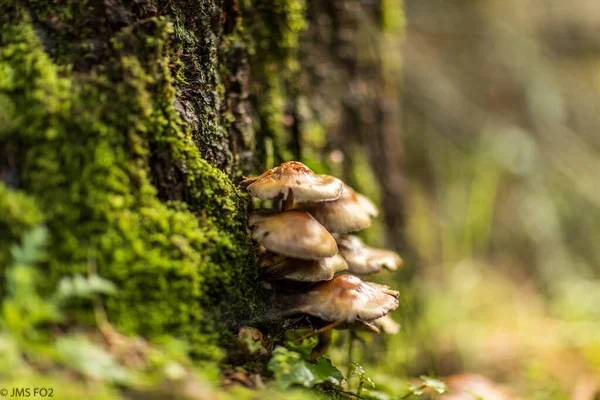 背景がぼやけている木の上に茶色の真菌のクローズアップショット — ストック写真