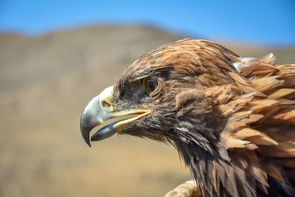 Águila Real Una Las Aves Rapaces Más Conocidas Del Hemisferio —  Fotos de Stock