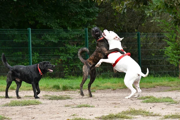 Ένα Διαφορετικό Ράτσα Σκυλιά Παίζουν Μεταξύ Τους Στο Πάρκο — Φωτογραφία Αρχείου