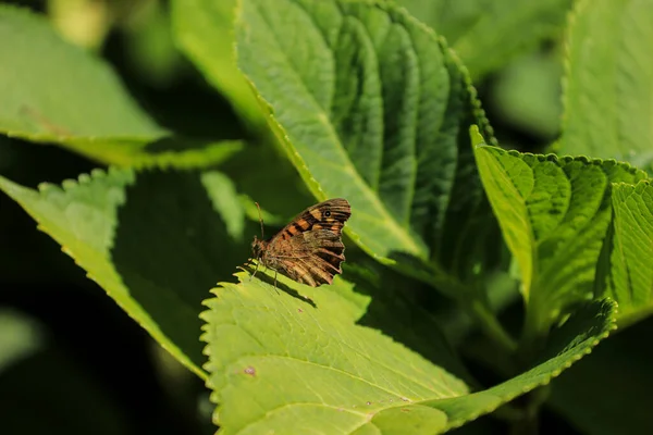 Крупним Планом Метелик Зеленому Листі — стокове фото