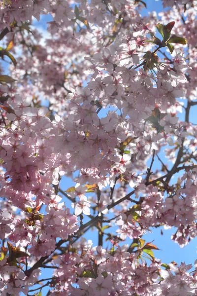 Flores Cerezo Japonés Floreciendo Día Soleado —  Fotos de Stock