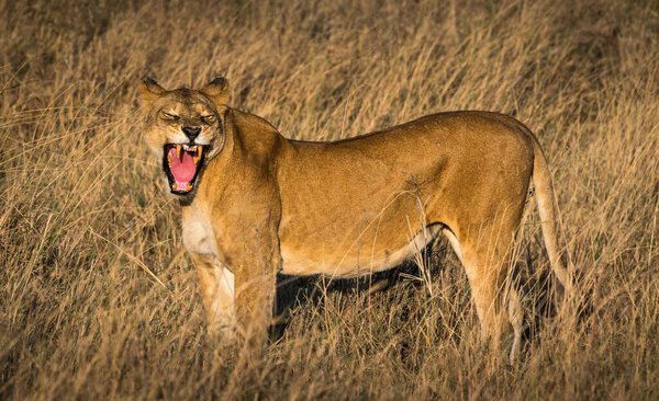 A panthera leo melanochaita in Serengeti National Park, Tanzania