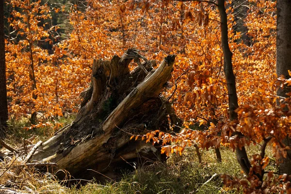 Ett Trasigt Skadat Träd Skog Jelenia Gora Sydvästra Polen Hösten — Stockfoto