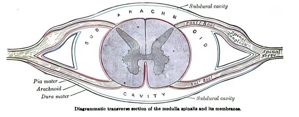 Sebuah Ilustrasi Dari Medulla Spinalis Dan Membran Nya — Stok Foto