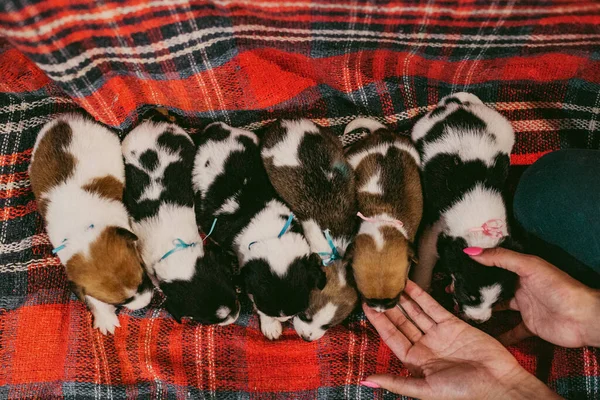 Primer Plano Jack Russell Terrier Cachorros Una Manta Cuadros — Foto de Stock