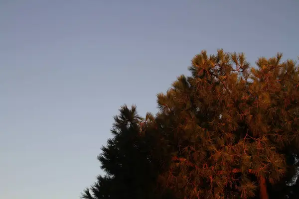 Крупный План Дерева Голубым Небом — стоковое фото