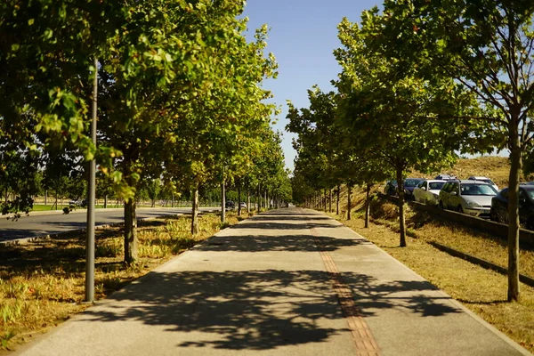 Beautiful Scene Track Path Park Green Trees Sunny Day Blue — Stock Photo, Image