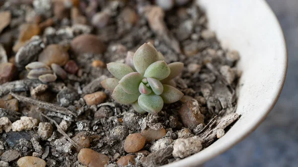 Gros Plan Une Petite Plante Succulente Cultivée Dans Soi — Photo