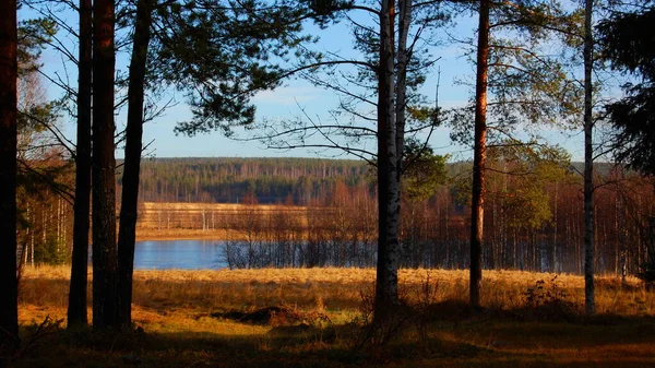 Uma Bela Foto Floresta Norrland Suécia — Fotografia de Stock