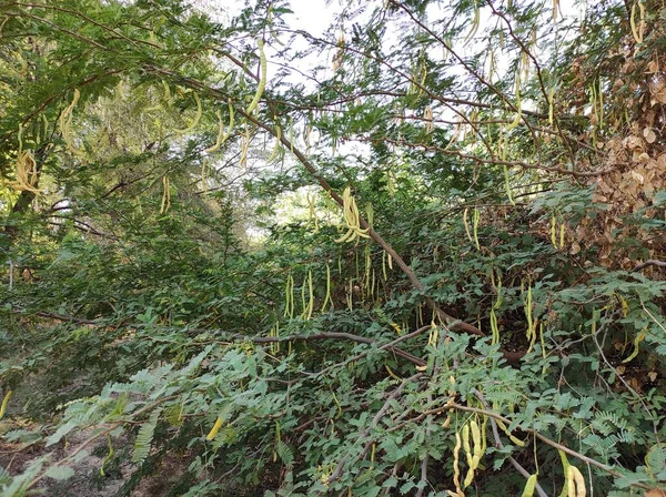 Ein Schöner Schuss Dschungel Kikar Früchte Und Blumen Baum Fotos — Stockfoto