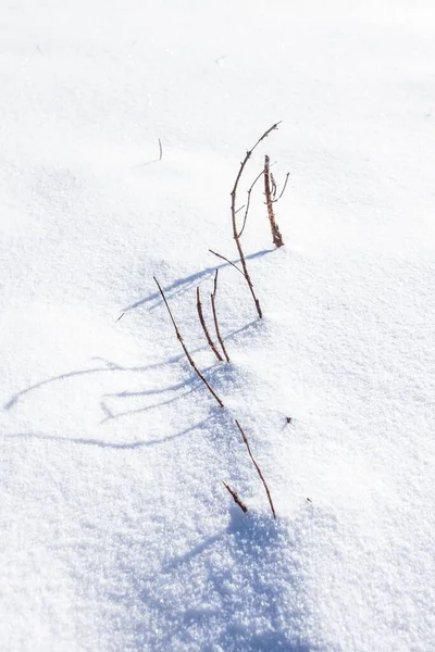 Ein Vertikaler Schuss Schnee Bedeckt Boden Mit Gras — Stockfoto