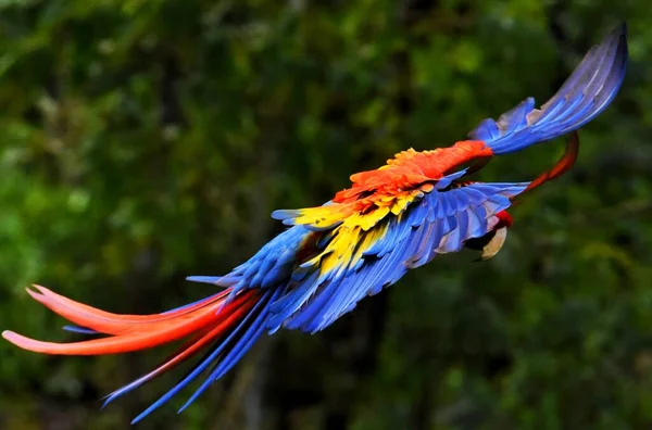 Μια Όμορφη Scarlet Macaw Πετούν Μεταξύ Των Δέντρων Στο Φυσικό — Φωτογραφία Αρχείου