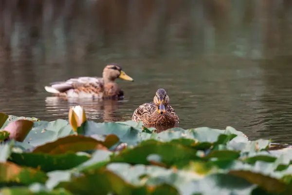 Eine Nahaufnahme Von Zwei Niedlichen Enten Die Teich Mit Seerosen — Stockfoto