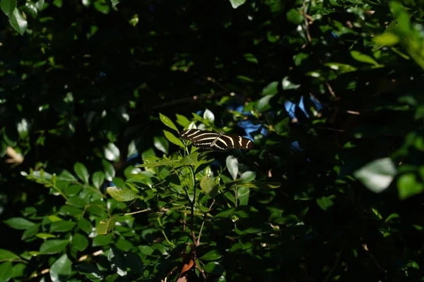 Ein Zebra Auf Einem Grünen Strauch — Stockfoto