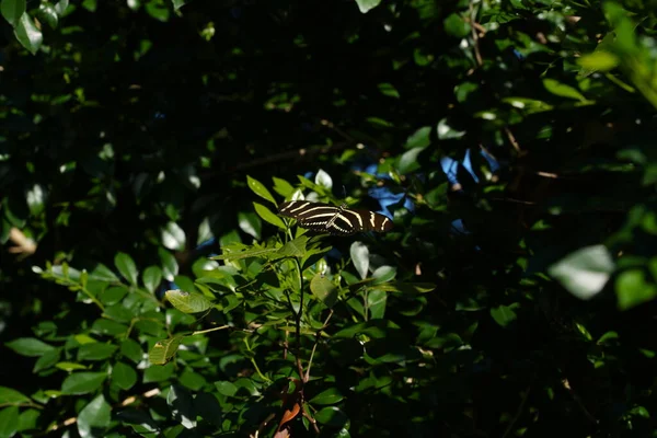 Een Zebra Verlangend Een Lommerrijke Struik — Stockfoto