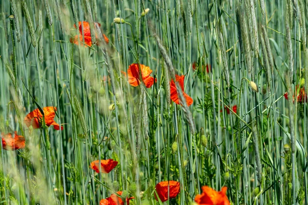 Uma Bela Vista Campo Flores Papoula Vermelha — Fotografia de Stock