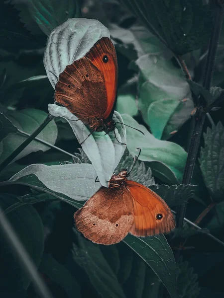 Крупный План Красивых Оранжевых Бабочек Зеленых Листьях — стоковое фото