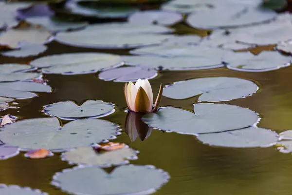 Een Close Shot Van Een Prachtige Witte Water Lelie Bloem — Stockfoto