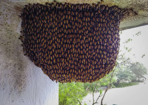 Binanın Tavanında Kocaman Bir Arı Kovanı — Stok fotoğraf