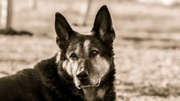 Parkta Yaşlı Bir Alman Çoban Köpeğinin Yakın Çekimi — Stok fotoğraf