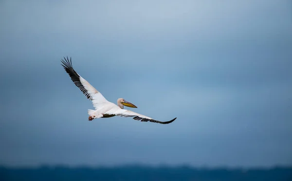 Великий Білий Пелікан Польоті Великий Білий Пелікан — стокове фото