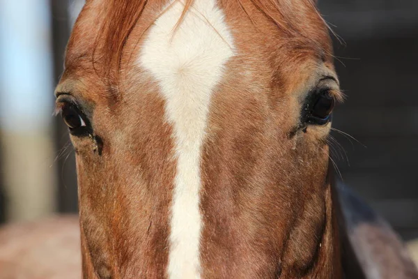 Detailní Záběr Portrétu Hnědého Koně — Stock fotografie