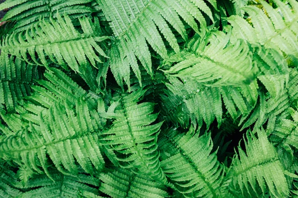 Een Close Van Groene Varens Bladeren Het Zonlicht — Stockfoto