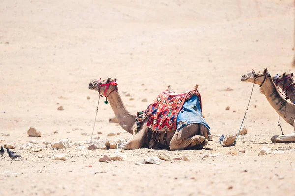 Una Vista Camellos Descansando Desierto — Foto de Stock