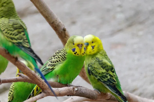 Bir Dala Konmuş Iki Papağanın Yakın Çekimi — Stok fotoğraf