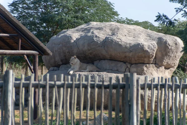 Vue Lion Sous Rocher Dans Parc Safari Dubaï Zoo Dubaï — Photo