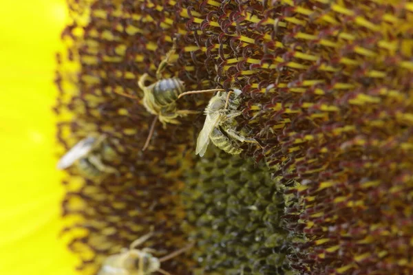 Макроснимок Нескольких Пчел Цветке — стоковое фото