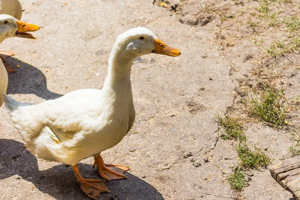 Closeup American Pekin Duck Sunny Day — Stock Photo, Image