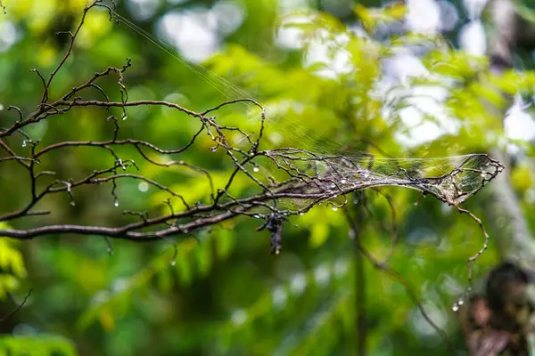 用蜘蛛网和雨滴拍摄的潮湿树枝的特写镜头 — 图库照片