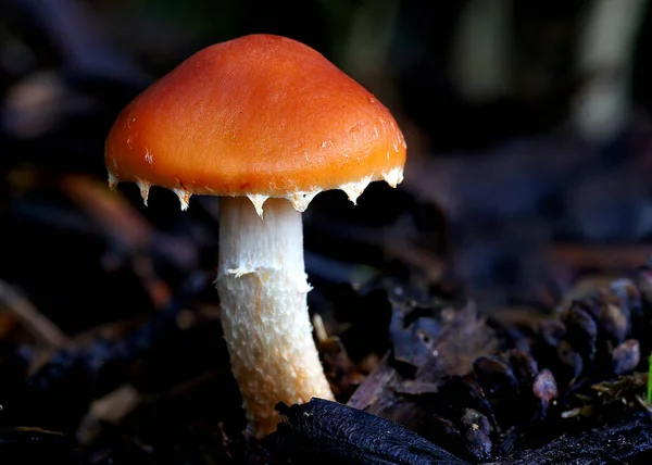 Gros Plan Champignon Dans Forêt — Photo